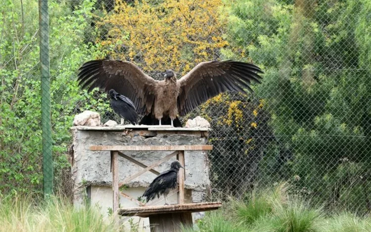 Juvenil condor andino llamado Daniel preparado para su liberación en la Reserva Tatú Carreta, Córdoba